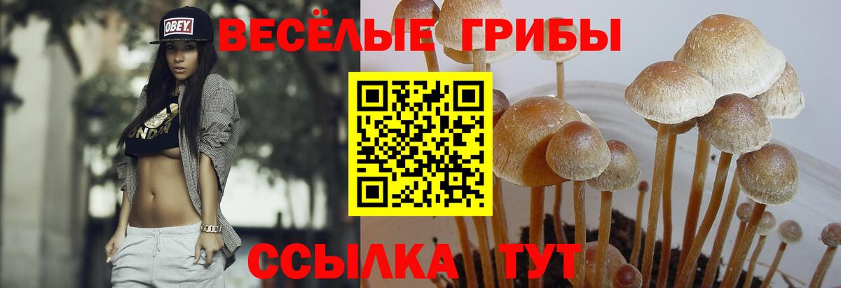 Псилоцибиновые грибы Psilocybe Тюмень